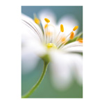 Stitchwort